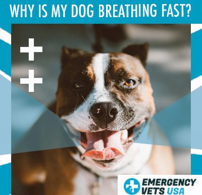 Dog Breathing Fast