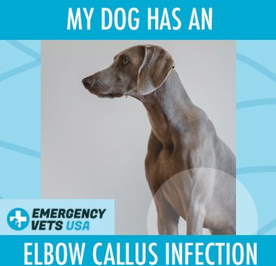 Dog Has An Elbow Callus Infection