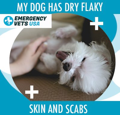 Dog With Dry Flaky Skin and Scabs