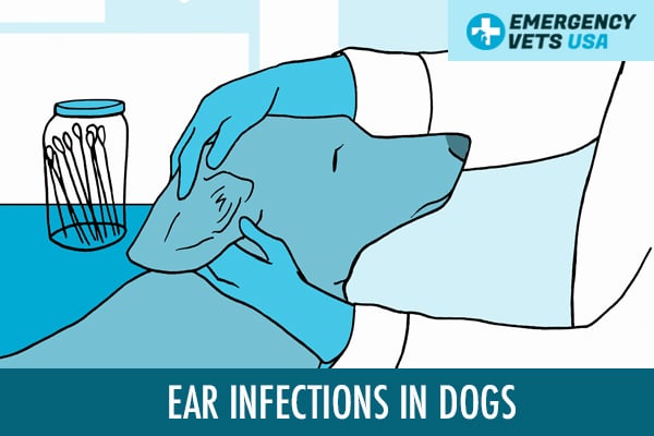 Ear Infections In Dogs