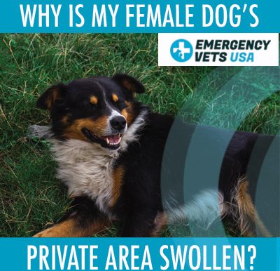 Female Dogs Private Area Swollen