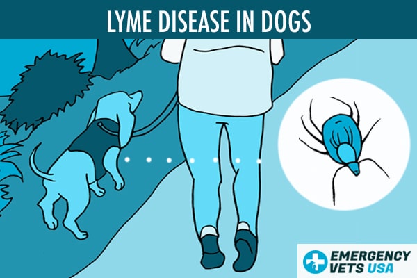 Lyme Disease In Dogs