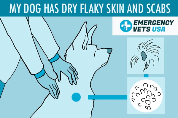 what helps dry flaky skin on dogs