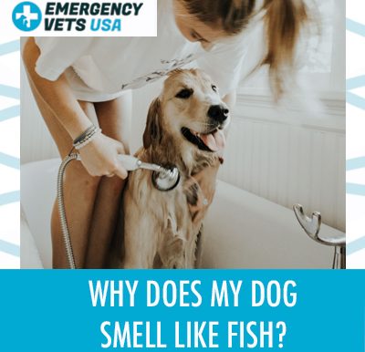 My Dog Smells Like Fish