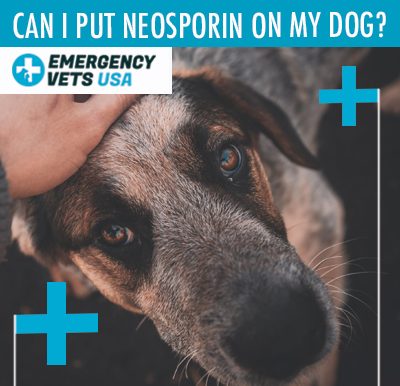 Neosporin On Dogs