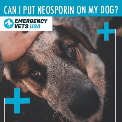 Neosporin On Dogs 