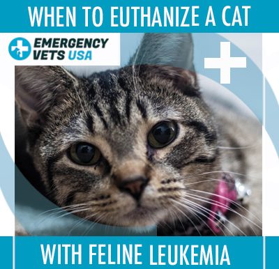 Put Down Cat With Feline Leukemia