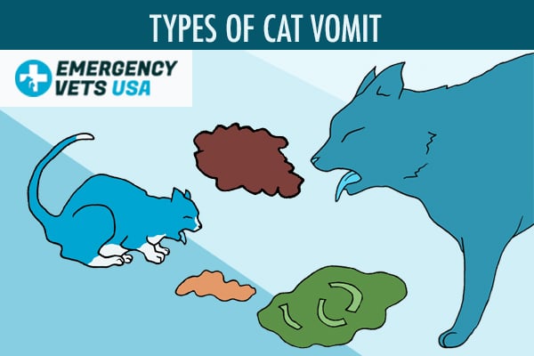 Types Of Cat Vomit