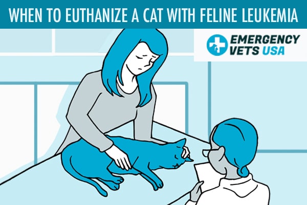 When To Euthanize A Cat With Feline Leukemia