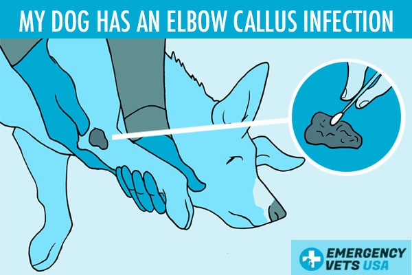 Dog Has An Elbow Callus Infection, What To Do And How To