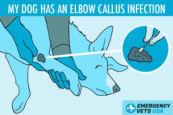 Dog Has An Elbow Callus Infection What To Do And How To Treat It