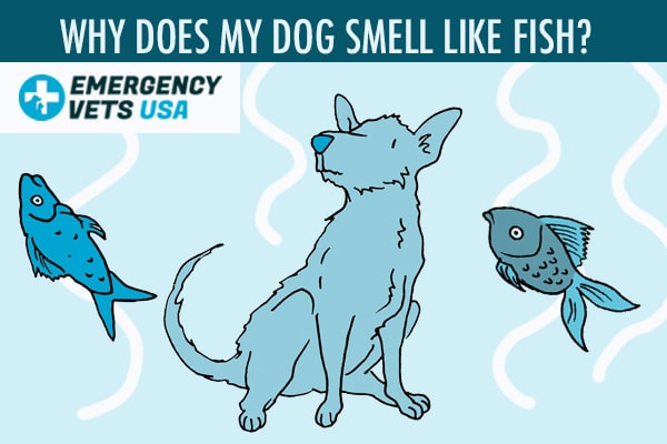 why does my dog smell fishy