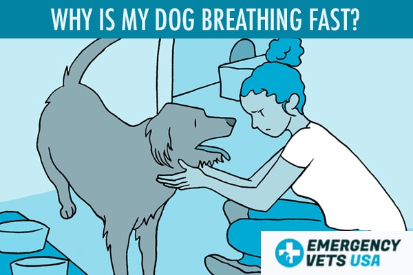 what is a dogs normal respiration rate