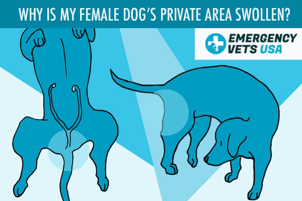Why Is My Female Dog Private Area Swollen