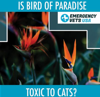Bird Of Paradise Toxic To Dogs