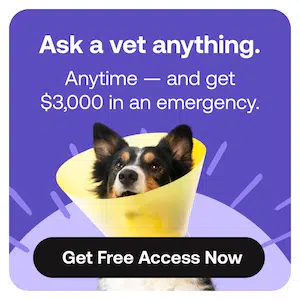 chat with a vet today