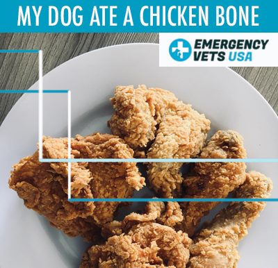 Dog Ate A Chicken Bone