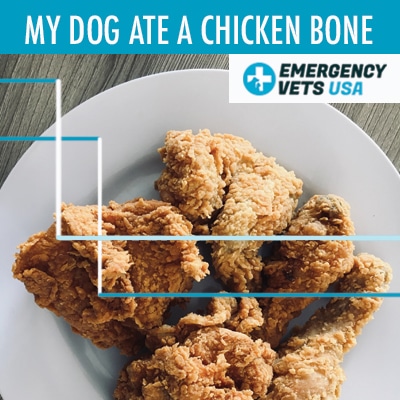 what happens if a dog eats a chicken wing bone