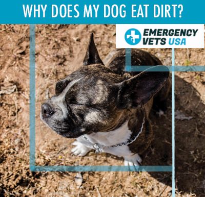 Dog Eating Dirt