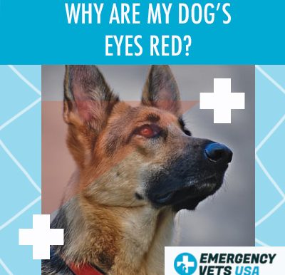 Dogs Eyes Are Red
