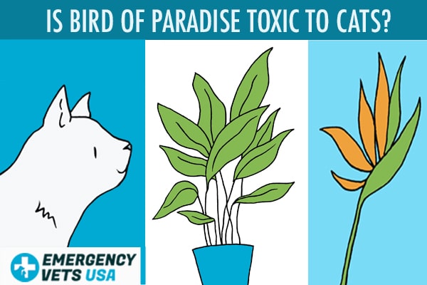 are bird of paradise safe for cats and dogs