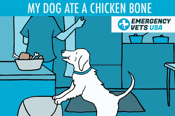 Dog ate chicken bones cheap diarrhea