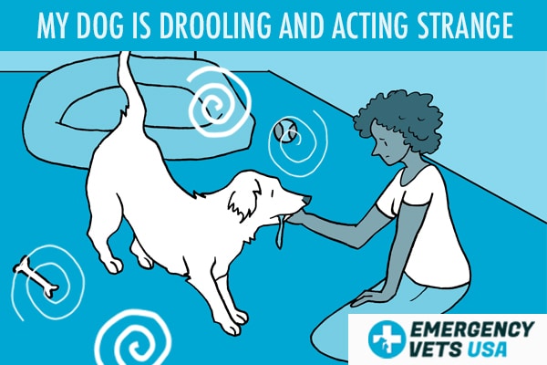 is drooling a sign of anxiety in dogs