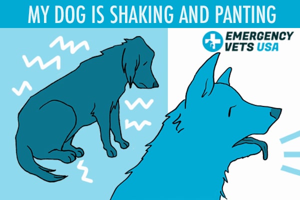 what does it mean when your dog is shaking and cant walk