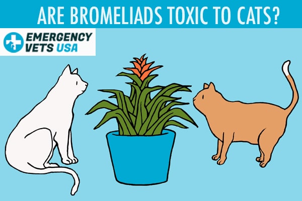 Are Bromeliad Toxic To Cats