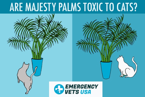 Are Majesty Palms Bad or Toxic To Cats