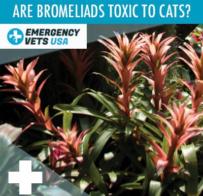 Bromeliad Plants Toxic To Cats