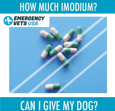 Can I Give My Dog Imodium