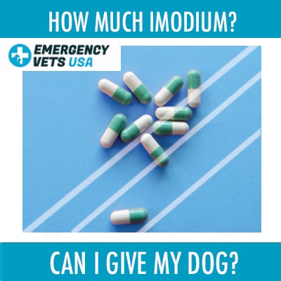 how much imodium can i give my 100 pound dog