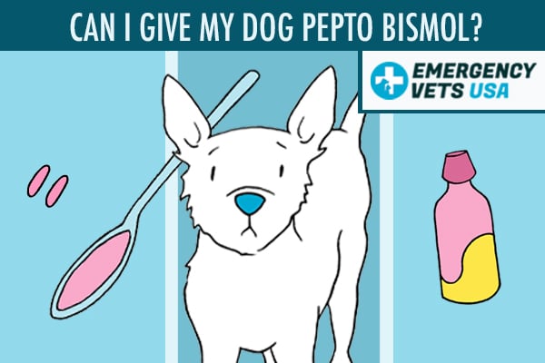 Can I Give My Dog Pepto Bismol For Upset Stomach