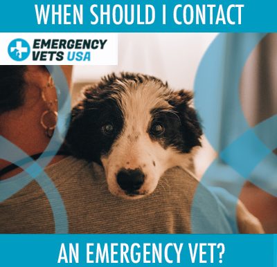 Contacting An Emergency Vet