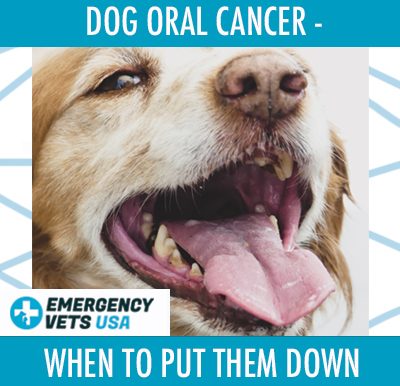Dog Has Oral Cancer And Needs To Be Put Down