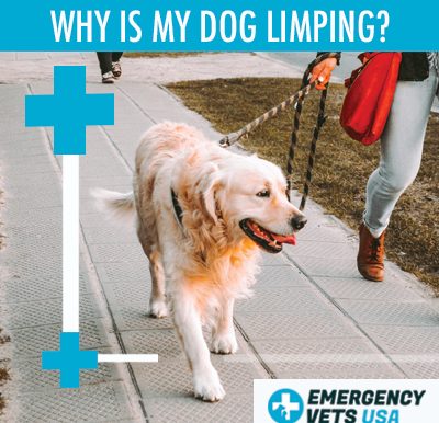 Dog Is Limping