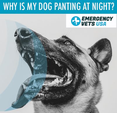 Dog Panting At Night
