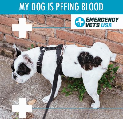 Dog Peeing Blood