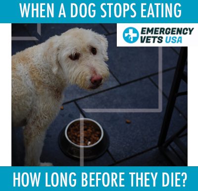 Dog Stopped Eating How Long Before They Die