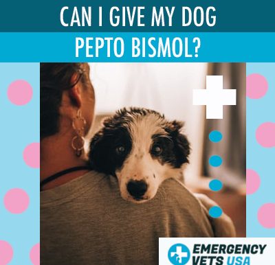 Give A Dog Pepto Bismol