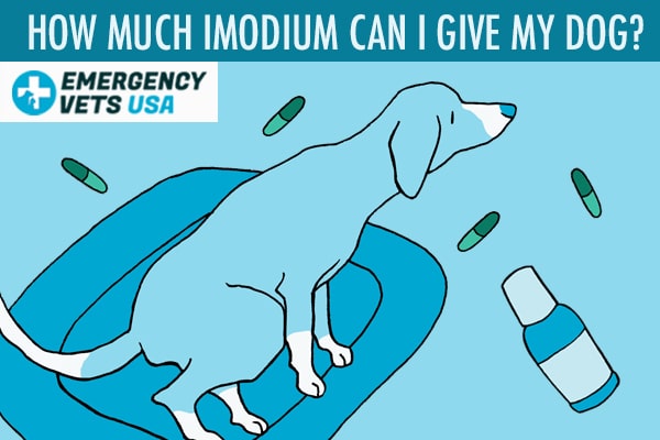 can dogs take imodium for diarrhea