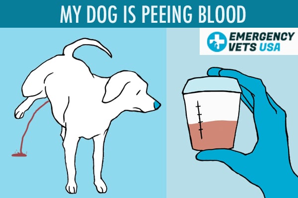 what does it mean if a dog pees blood