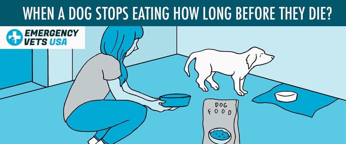When A Dog Stops Eating How Long Before They Die