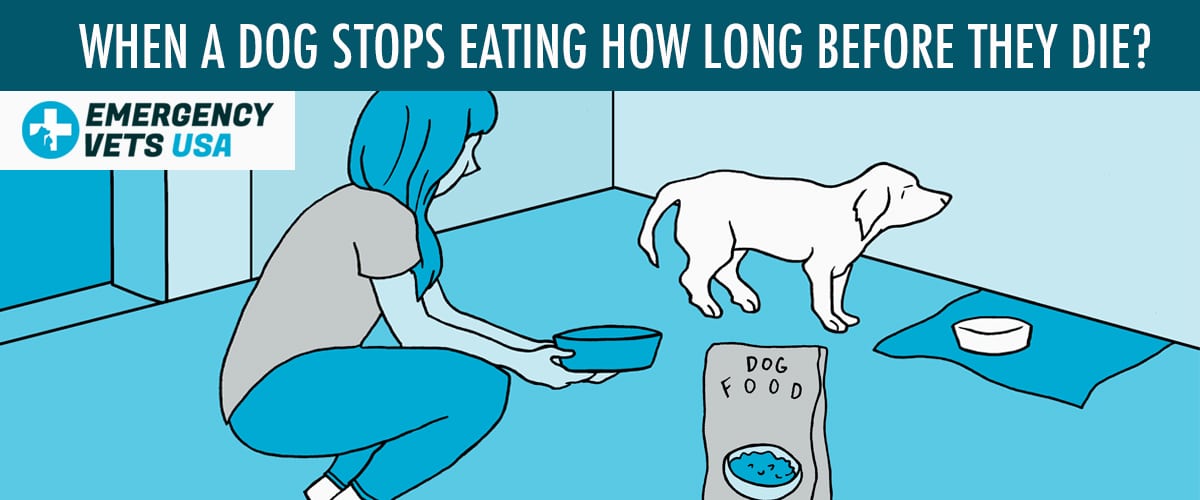 how long can a dog live without eating or drinking