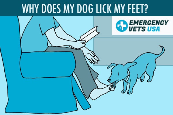 Why Does My Dog Lick My Feet