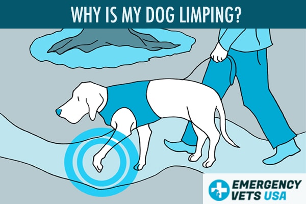 why-is-my-dog-limping-suddenly-7-possible-reasons-for-limping