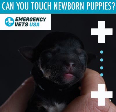 Are You Allowed To Touch Newborn Puppies