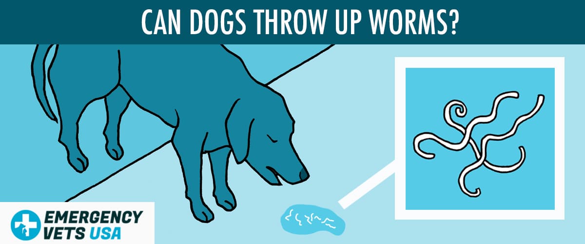 Dog vomiting 2025 worms cure