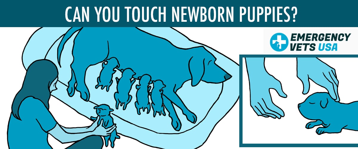 can you touch a newborn puppy